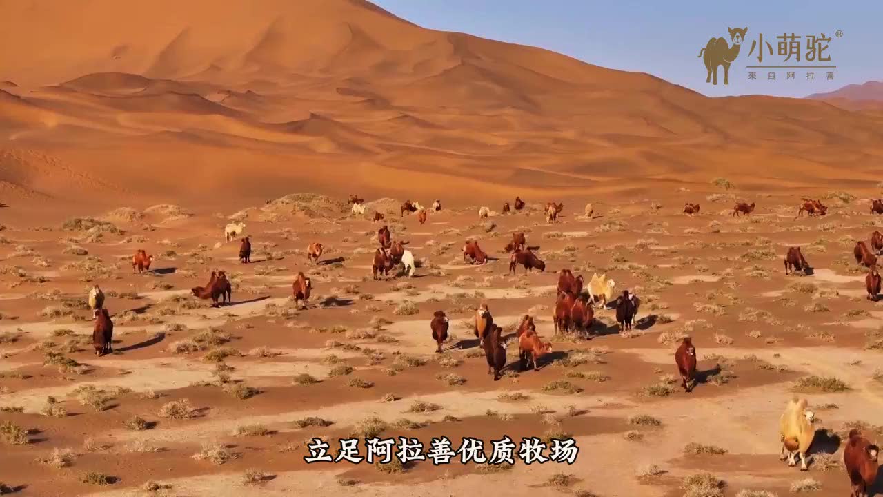 三原小萌驼官方宣传片